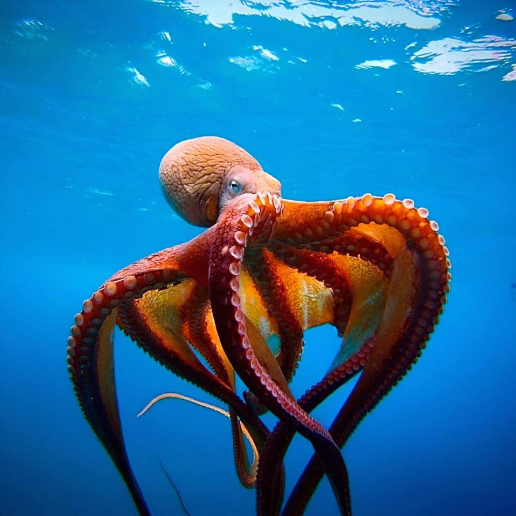 octopus